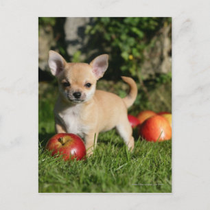 Chihuahua Puppy med äpplen Vykort