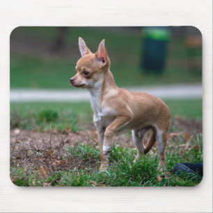 Chihuahua Puppy Musmatta