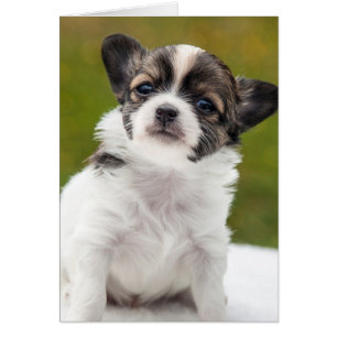 Chihuahua Puppy OBS Kort