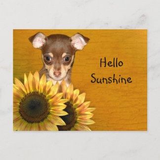 Chihuahua puppy och solblommor vykort