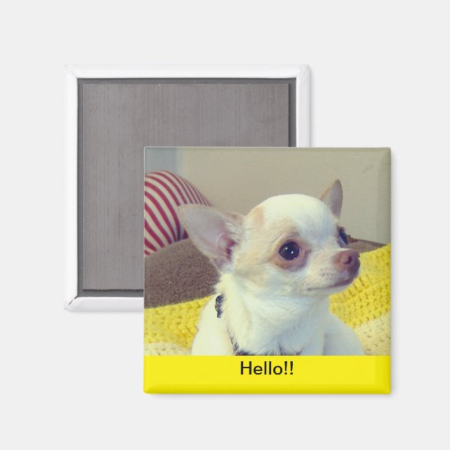 Chihuahua Puppy Porträtt Magnet (Front/Back)