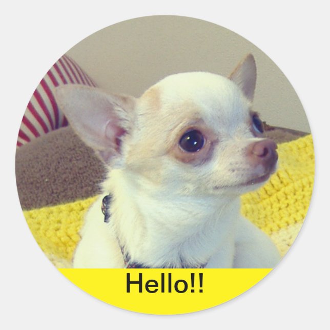 Chihuahua Puppy  Runt Klistermärke (Framsida)