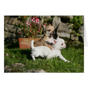 Chihuahua Puppy Spela Hälsningskort