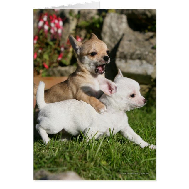 Chihuahua Puppy Spela Hälsningskort (Framsidan)