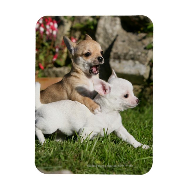 Chihuahua Puppy Spela Magnet (Vertikal)