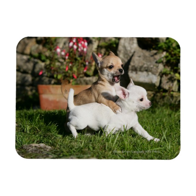 Chihuahua Puppy Spela Magnet (Horisontell)
