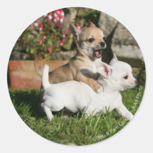 Chihuahua Puppy Spela Runt Klistermärke