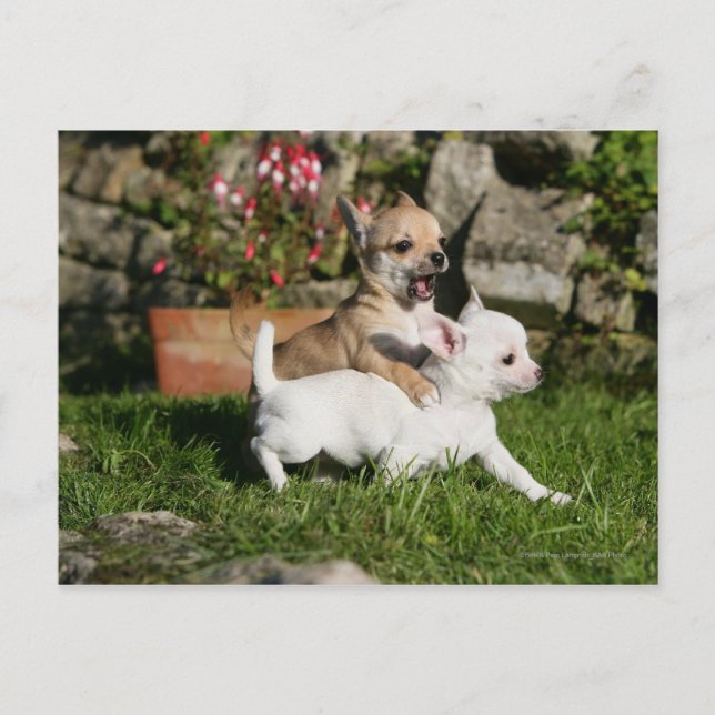 Chihuahua Puppy Spela Vykort (Framsida)