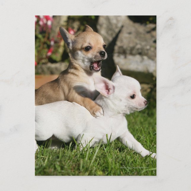 Chihuahua Puppy Spela Vykort (Framsida)