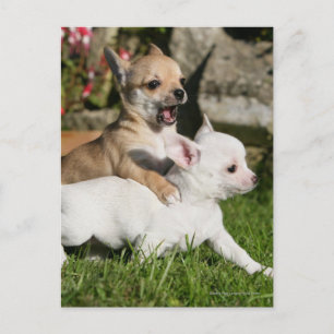 Chihuahua Puppy Spela Vykort