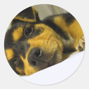 Chihuahua Puppy Stickers Runt Klistermärke