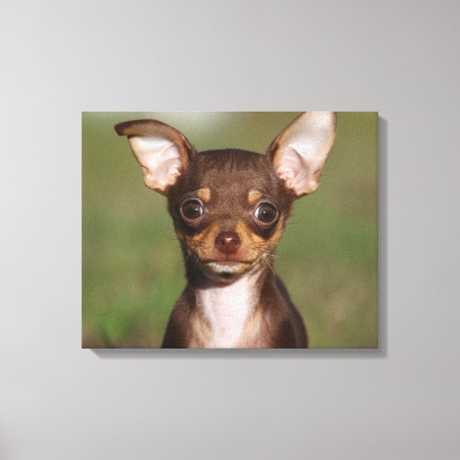 Chihuahua Puppy Tittar i Camera Canvastryck (Framsida)
