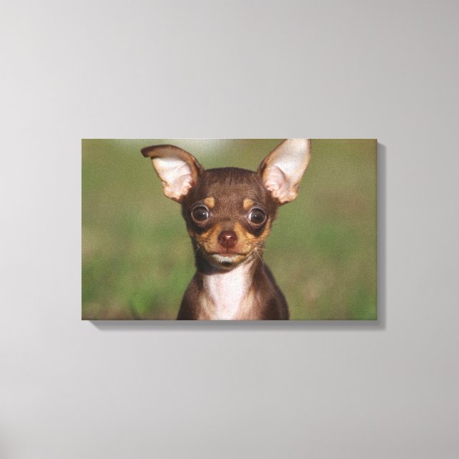 Chihuahua Puppy Tittar i Camera Canvastryck (Framsida)