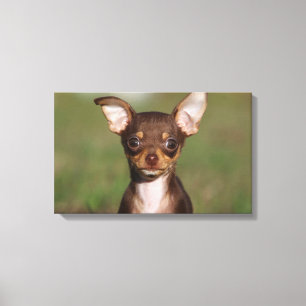 Chihuahua Puppy Tittar i Camera Canvastryck