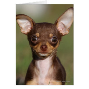Chihuahua Puppy Tittar i Camera Hälsningskort