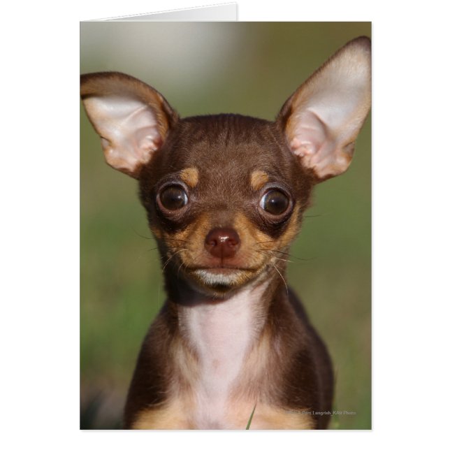 Chihuahua Puppy Tittar i Camera Hälsningskort (Framsidan)
