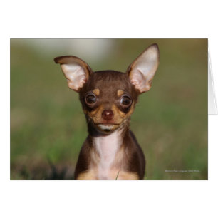 Chihuahua Puppy Tittar i Camera Hälsningskort
