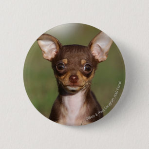 Chihuahua Puppy Tittar i Camera Knapp
