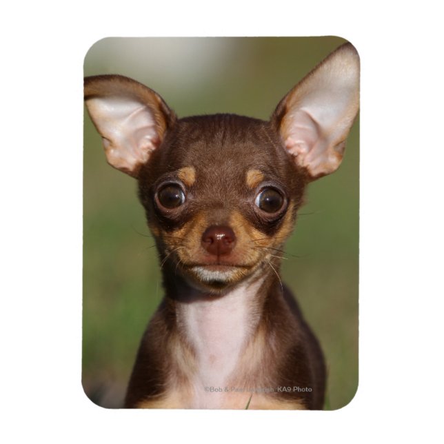 Chihuahua Puppy Tittar i Camera Magnet (Vertikal)