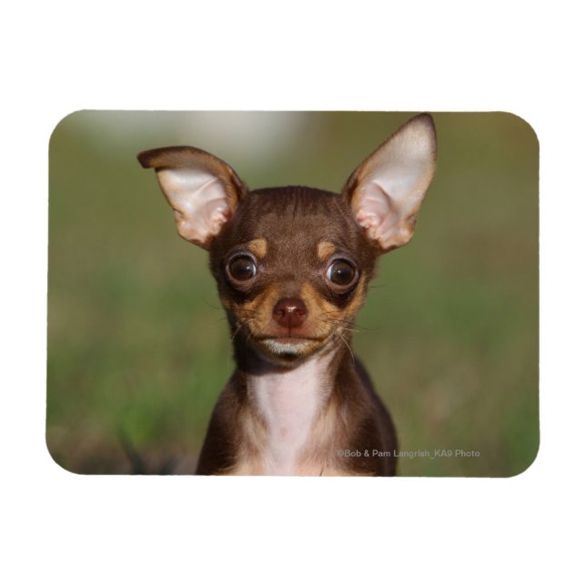 Chihuahua Puppy Tittar i Camera Magnet (Horisontell)