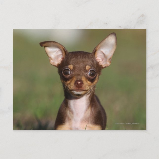 Chihuahua Puppy Tittar i Camera Vykort (Framsida)