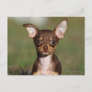 Chihuahua Puppy Tittar i Camera Vykort