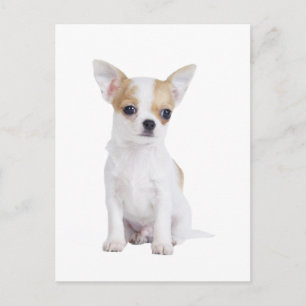 Chihuahua puppy vykort