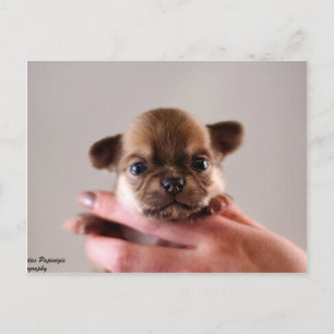 Chihuahua Puppy Vykort