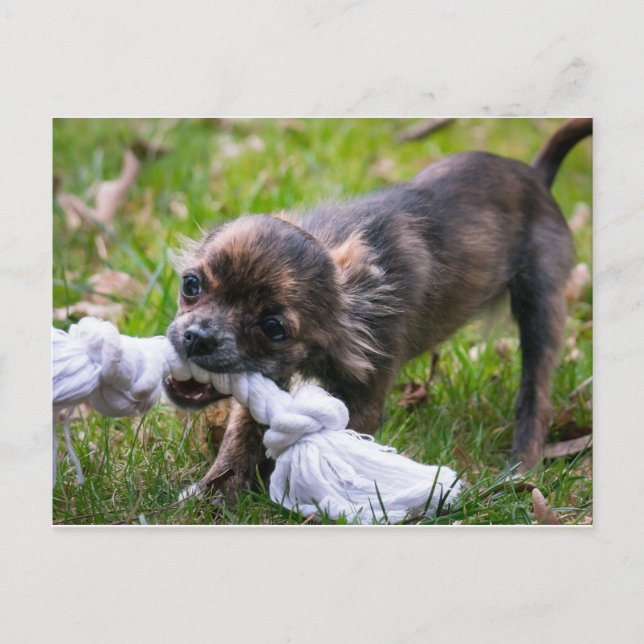 Chihuahua puppy vykort (Framsida)