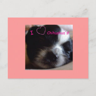 Chihuahua Puppy-vykort Vykort