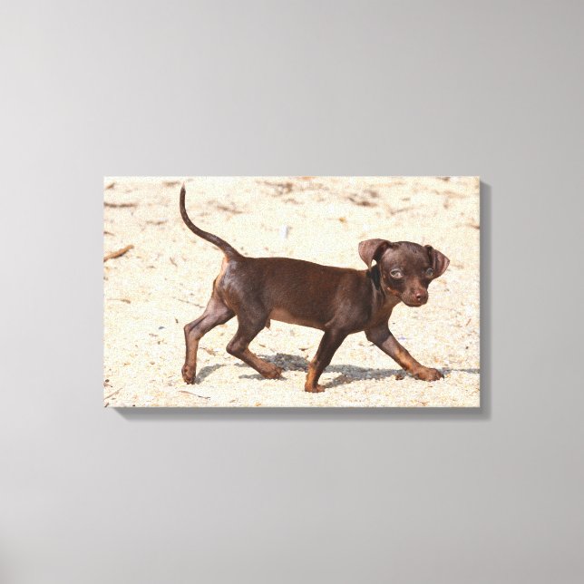 Chihuahua Puppy Walking Canvastryck (Framsida)