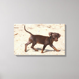 Chihuahua Puppy Walking Canvastryck