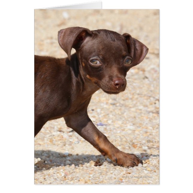 Chihuahua Puppy Walking Hälsningskort (Framsidan)