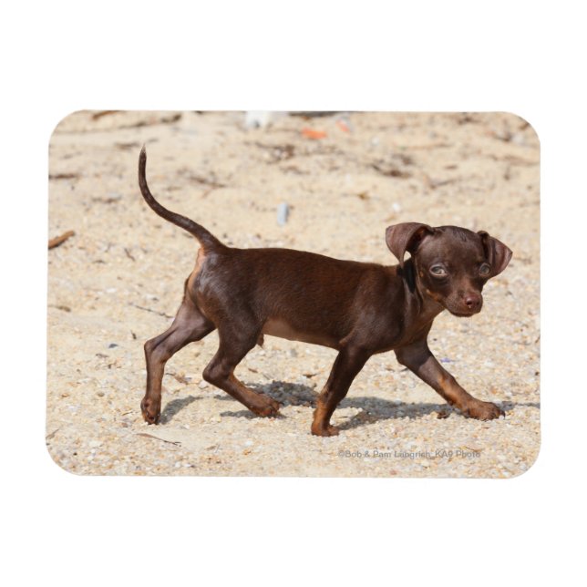 Chihuahua Puppy Walking Magnet (Horisontell)