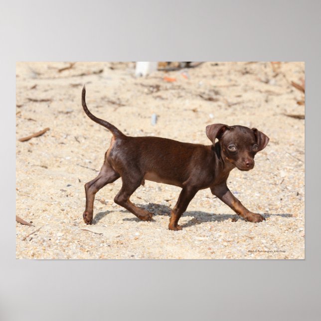 Chihuahua Puppy Walking Poster (Framsidan)
