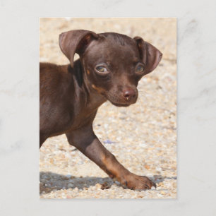 Chihuahua Puppy Walking Vykort