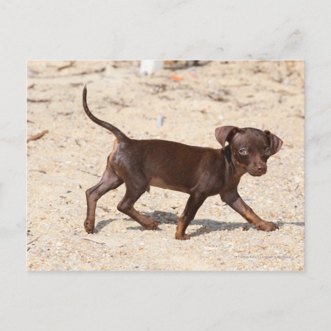 Chihuahua Puppy Walking Vykort (Framsida)
