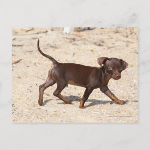 Chihuahua Puppy Walking Vykort