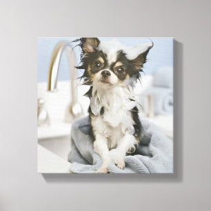 Chihuahua Puppy Wrapped in a Towel Canvastryck