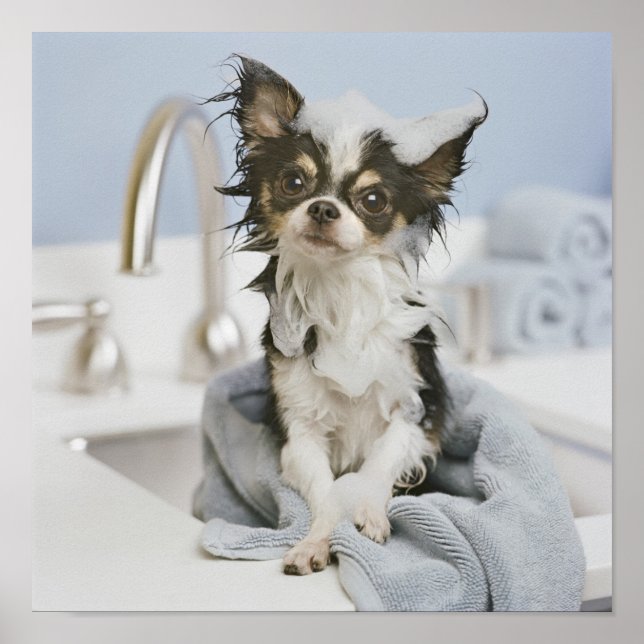 Chihuahua Puppy Wrapped in a Towel Poster (Framsidan)
