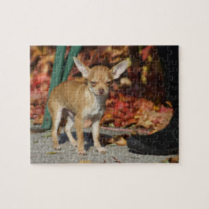 Chihuahua Pussel