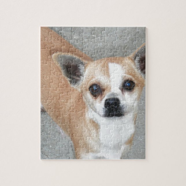 CHIHUAHUA PUSSEL (Vertikal)