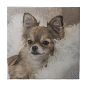 Chihuahua Relaxing Kakelplatta