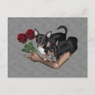 Chihuahua Ro vykort