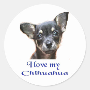 Chihuahua Runt Klistermärke