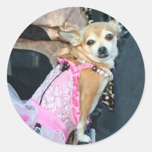 Chihuahua Runt Klistermärke