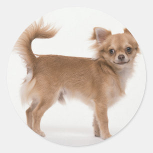 Chihuahua Runt Klistermärke