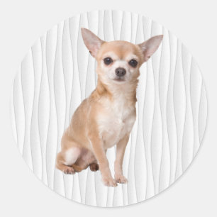 Chihuahua Runt Klistermärke