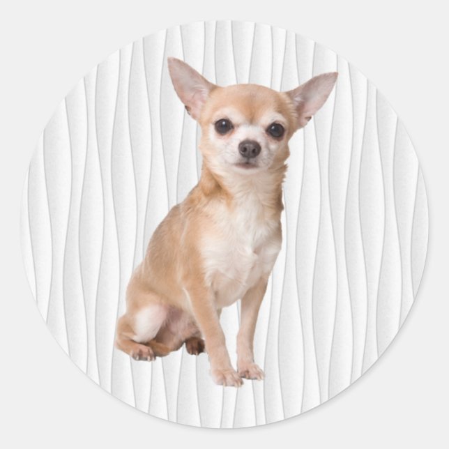 Chihuahua Runt Klistermärke (Framsida)