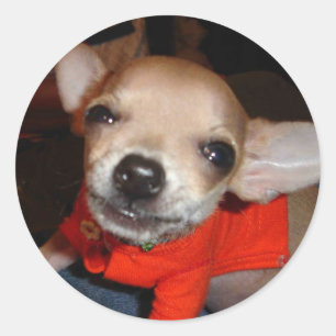 CHIHUAHUA SÄGA OST! RUNT KLISTERMÄRKE